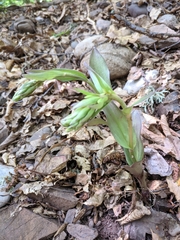 Epipactis krymmontana