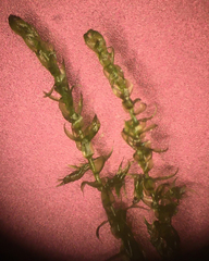 Warnstorfia fluitans