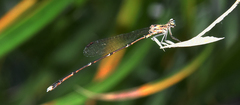 Platycnemididae