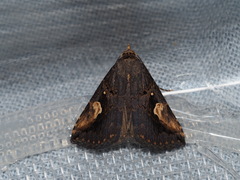 Pseudosphetta moorei