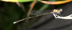 Platycnemididae