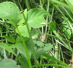 Hermeuptychia hermes