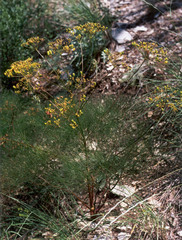 Prangos trifida