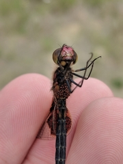 Arrenurus
