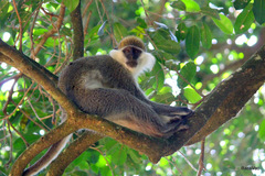 Chlorocebus aethiops