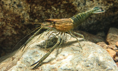 Macrobrachium laevis