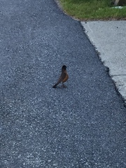 Turdus migratorius migratorius