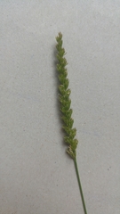 Cynosurus cristatus
