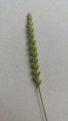 Cynosurus cristatus