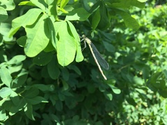 Arrenurus