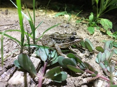 Pelophylax nigromaculatus