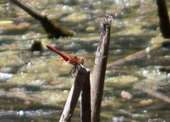 Sympetrum illotum
