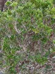 Jacquinia keyensis