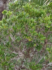 Jacquinia keyensis