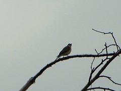 Muscicapa striata