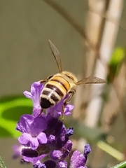 Apis mellifera