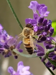 Apis mellifera