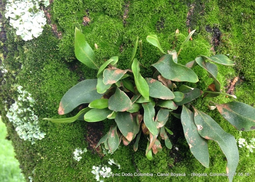 Bigfruit Scaly Polypody