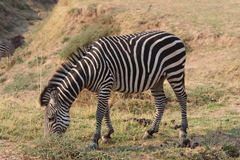 Equus quagga crawshayi