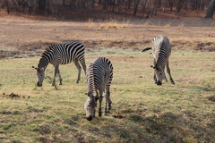 Equus quagga crawshayi