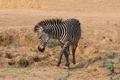 Equus quagga crawshayi