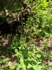 Scrophularia scopolii