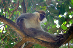 Chlorocebus aethiops