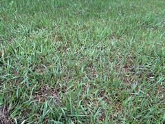 Hydrocotyle sibthorpioides