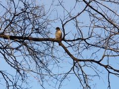 Rupornis magnirostris