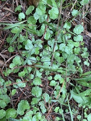 Hydrocotyle sibthorpioides
