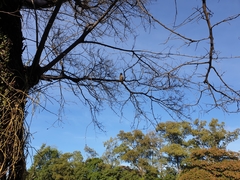 Rupornis magnirostris