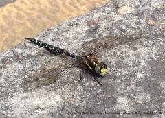 Rhionaeschna marchali