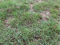 Hydrocotyle sibthorpioides