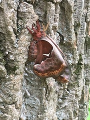 Callosamia angulifera