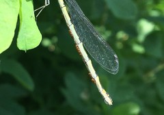 Arrenurus