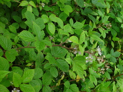 Rubus dasyphyllus