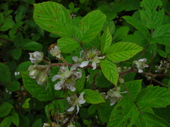 Rubus dasyphyllus