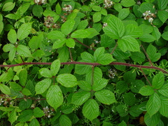 Rubus dasyphyllus