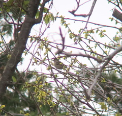 Carpodacus erythrinus