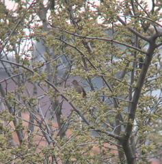 Carpodacus erythrinus