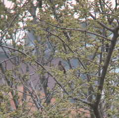 Carpodacus erythrinus