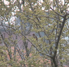 Carpodacus erythrinus