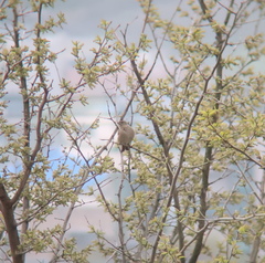 Carpodacus erythrinus