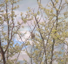 Carpodacus erythrinus