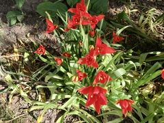Tulipa sprengeri