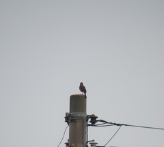 Turdus hortulorum