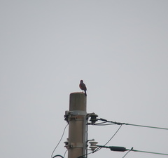 Turdus hortulorum