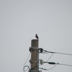 Turdus hortulorum