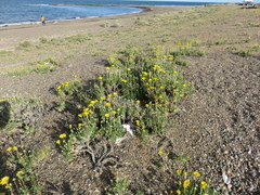 Grindelia chiloensis