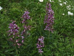 Dictamnus dasycarpus